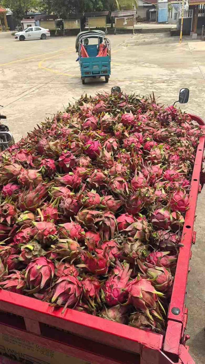 红心火龙果，种植户直销，价格优惠，各种规格都有