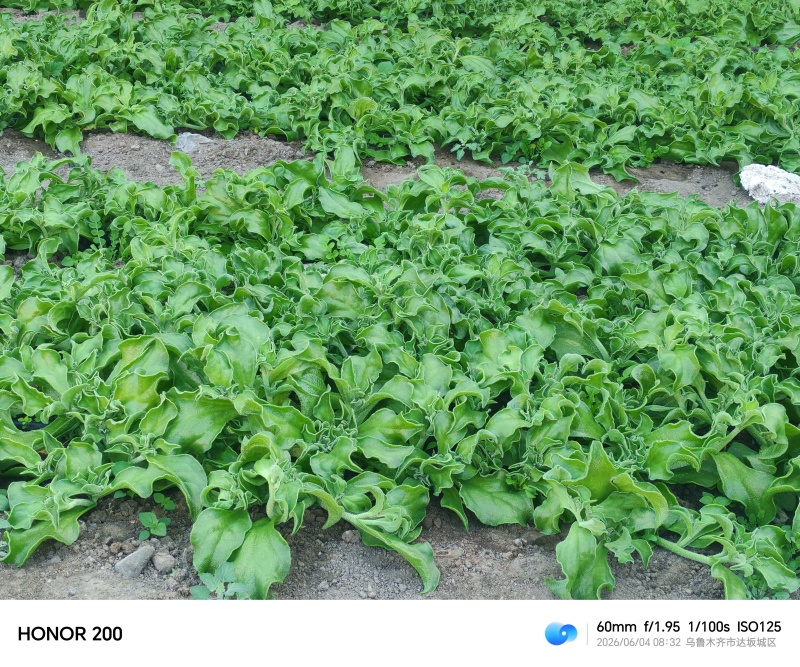非洲冰菜每箱8斤