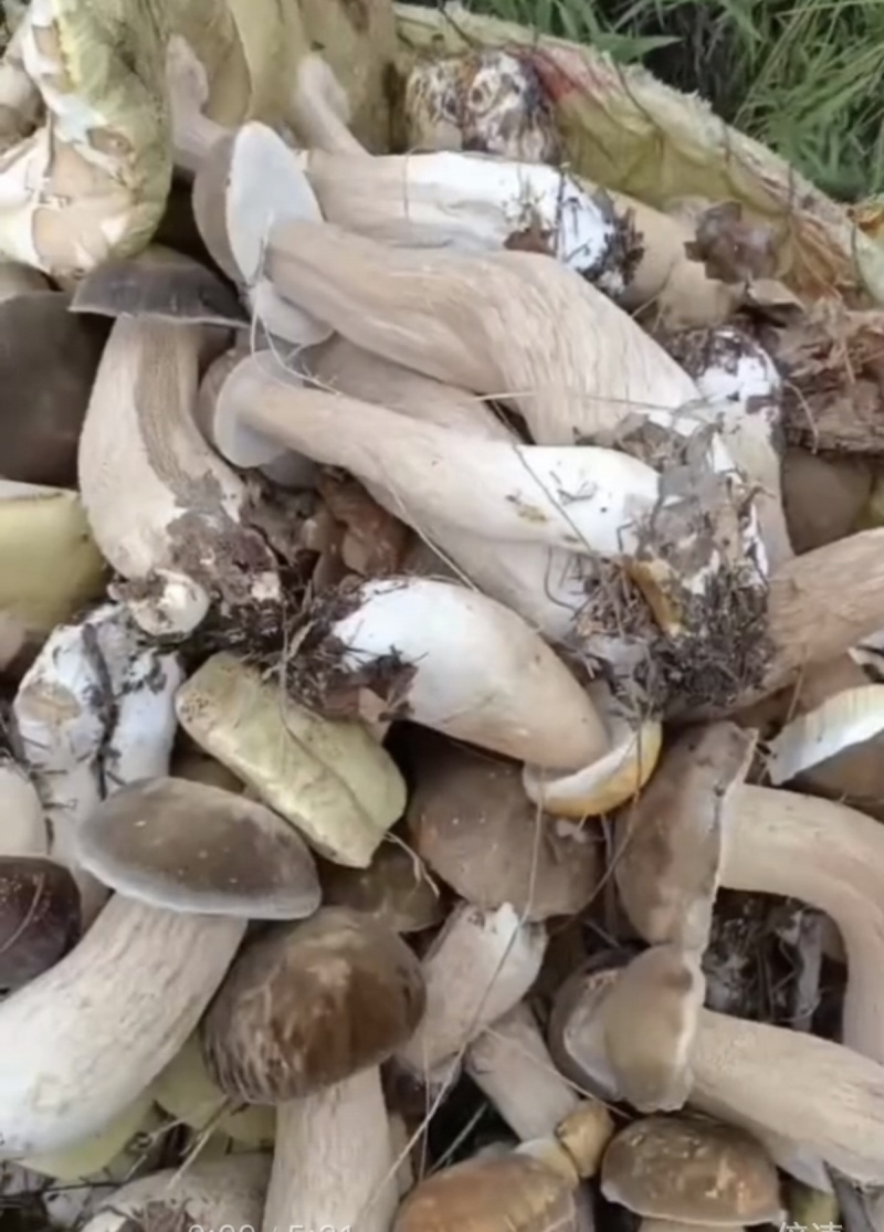 美味牛肝菌，内蒙古呼伦贝尔盟