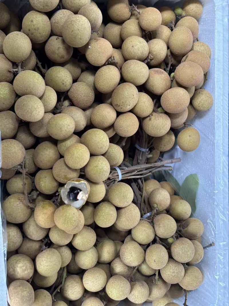 龙眼，产地供应，货源充足，欢迎全国采购商前来咨询采摘