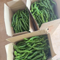 螺丝椒，产地直发，大量供应