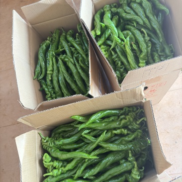 螺丝椒，产地直发，大量供应