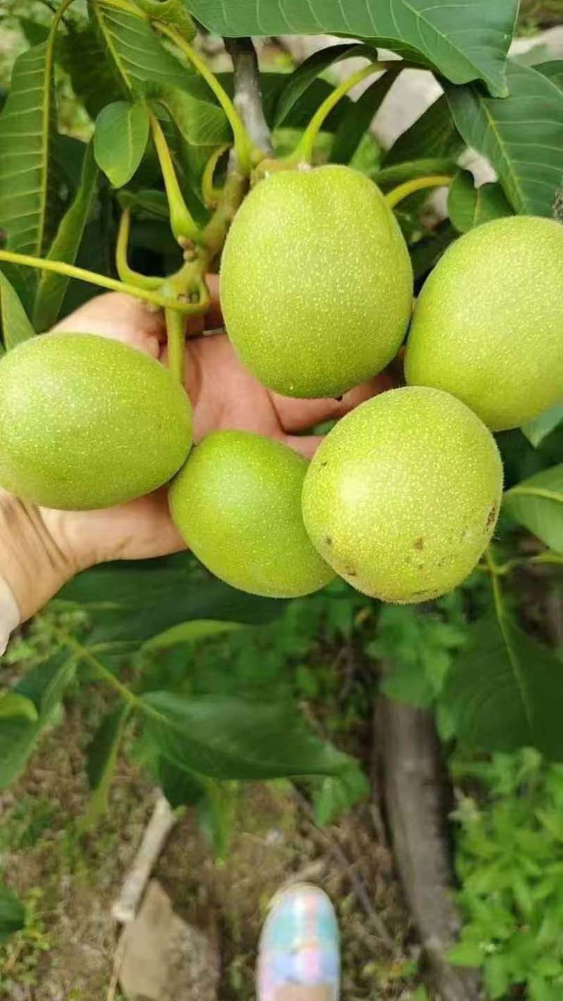 核桃系列，青皮脱皮干货，大量现货接代发