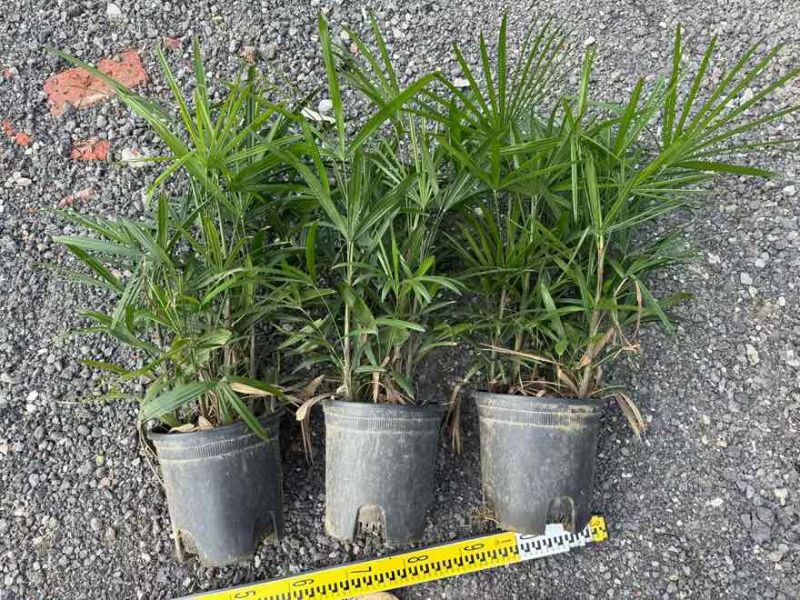 棕竹20-200高，基地直销，一手货源，无中间商差价