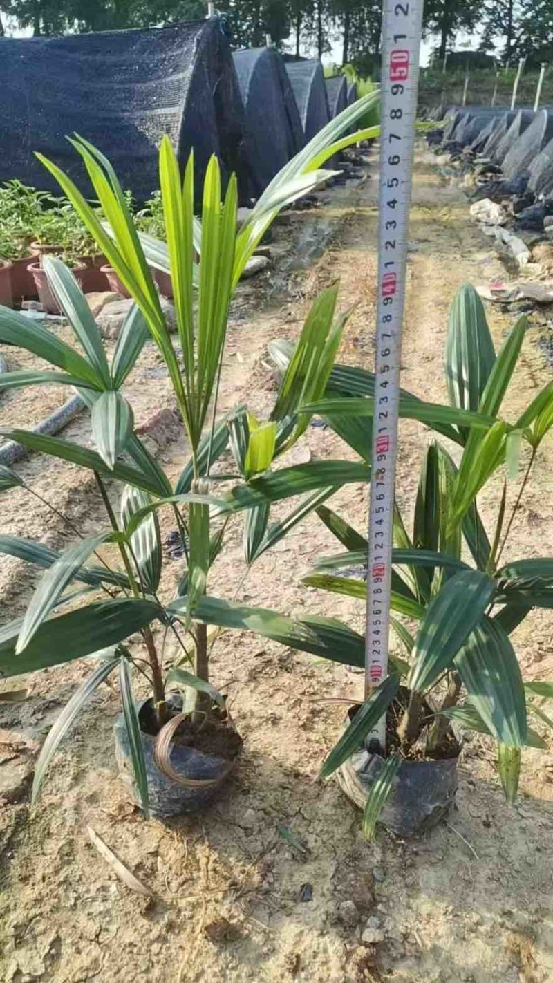 棕竹20-200高，基地直销，一手货源，无中间商差价