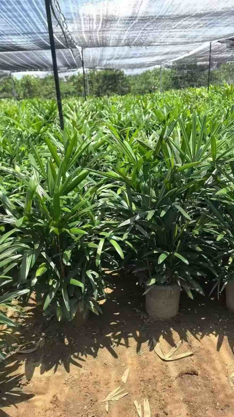 棕竹20-200高，基地直销，一手货源，大量低价出售