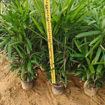 棕竹20-200高，基地直销，一手货源，大量低价出售