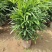 棕竹20-200高，规格齐全，基地直销，一手货源，大量现货