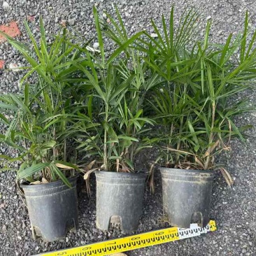 棕竹20-200高，规格齐全，基地直销，一手货源，大量现货