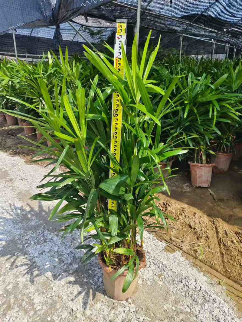 棕竹20-200高，基地直销，一手货源，规格齐全，大量出售