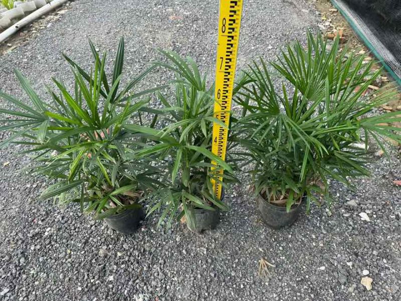 棕竹20-200高，基地直销，一手货源，规格齐全，大量出售