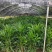 棕竹20-200高，基地直销，一手货源，规格齐全，大量出售