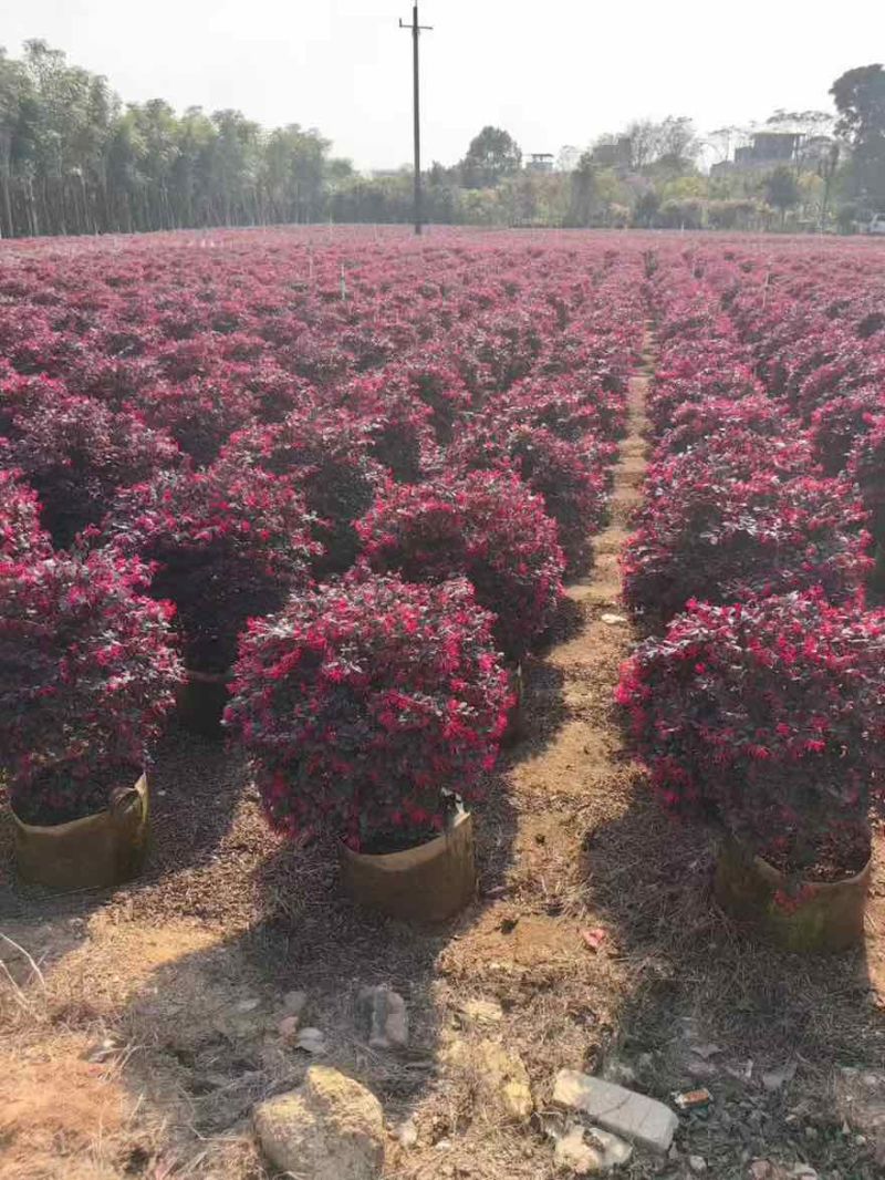 红继木球50-150高，规格齐全，基地直销，一手货源