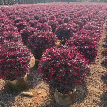 红继木球50-150高，规格齐全，基地直销，一手货源