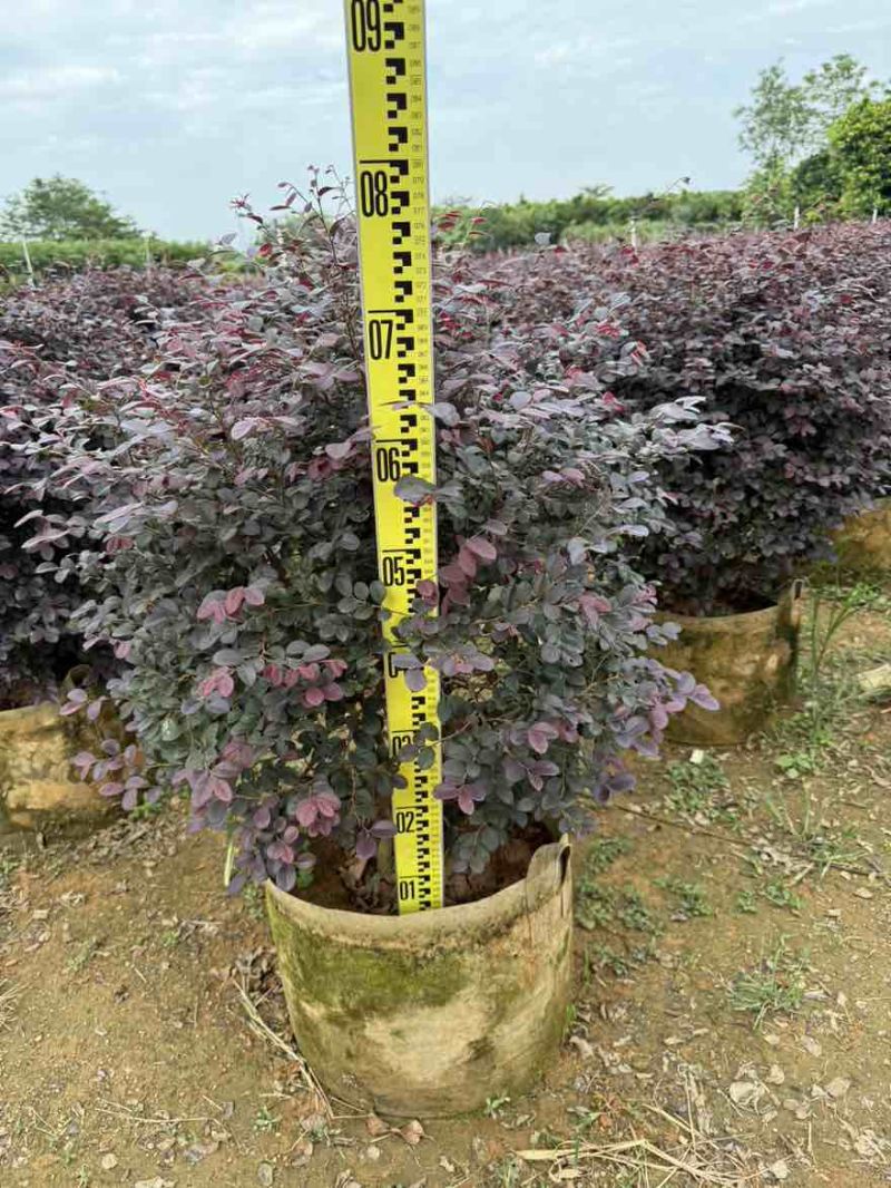 红继木球50-150高，规格齐全，基地直销，一手货源