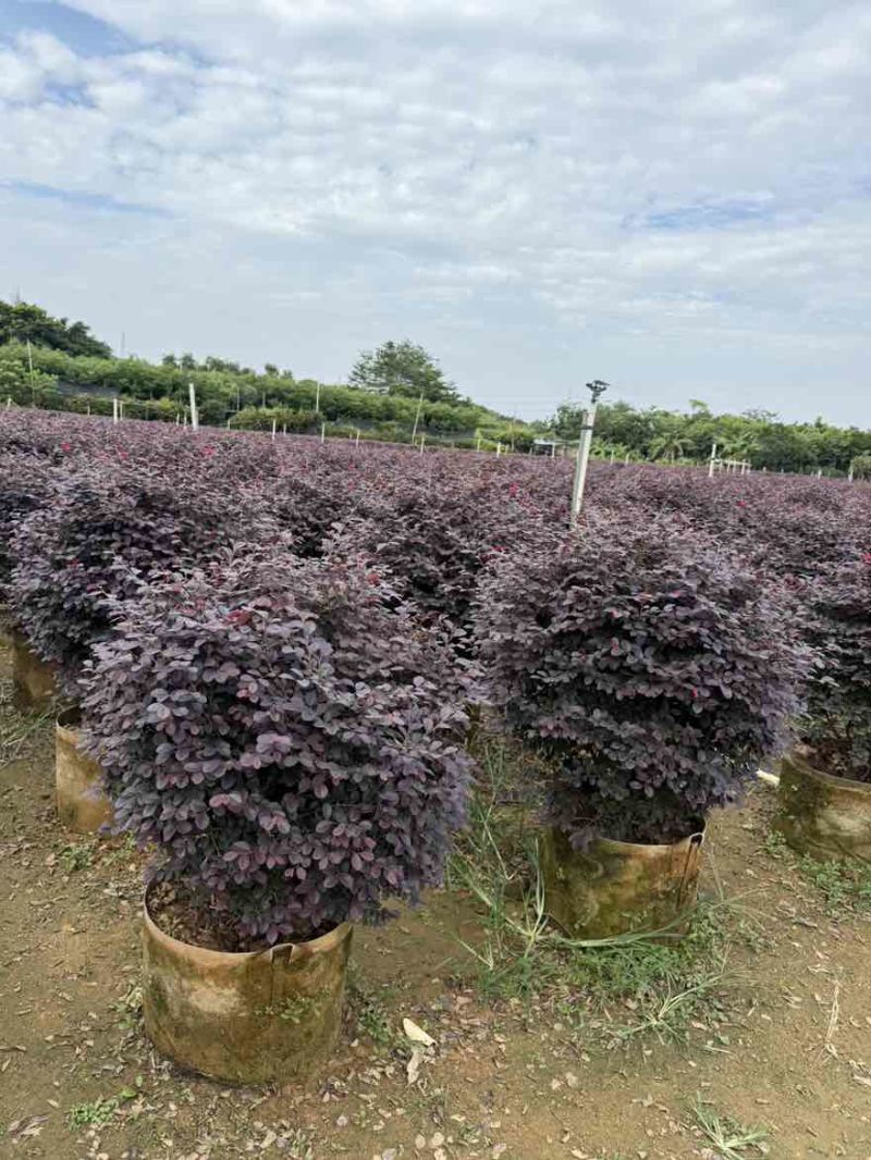 红继木球50-150高，规格齐全，基地直销，一手货源