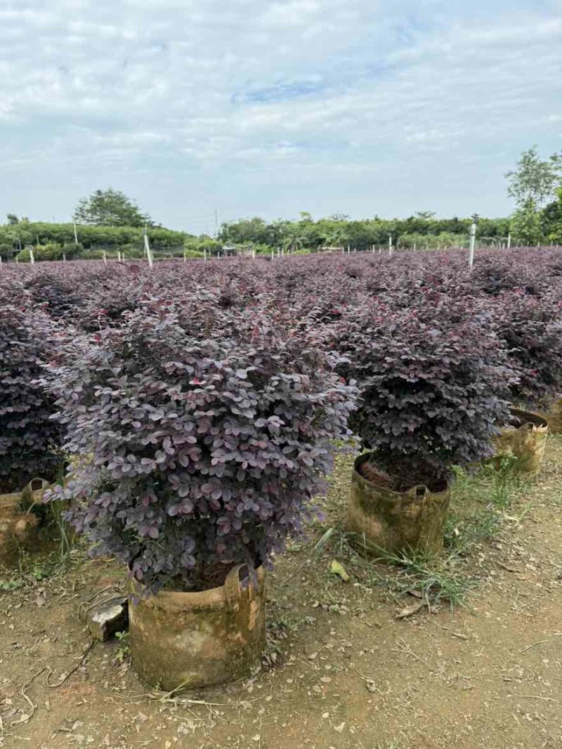 红继木球50-150高，规格齐全，基地直销，一手货源