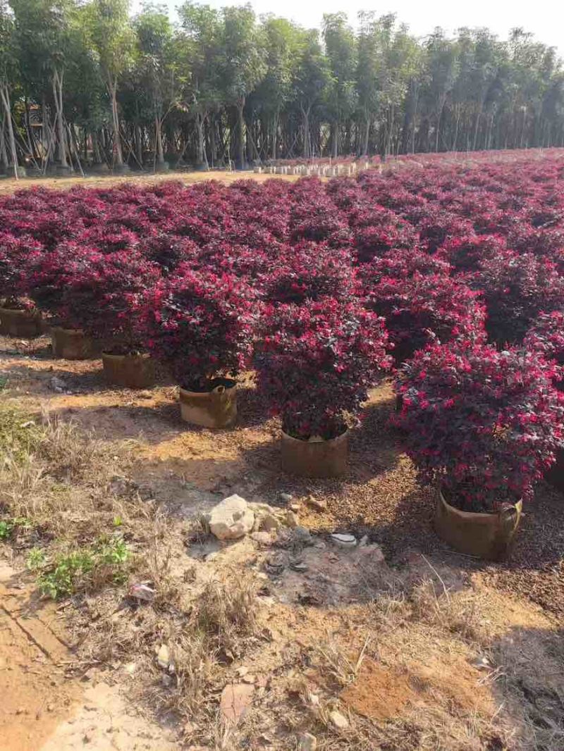 红继木球50-150高，规格齐全，基地直销，一手货源