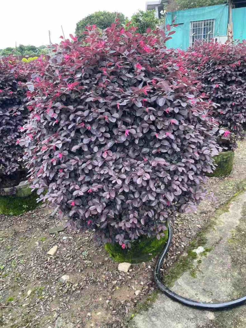 红继木球50-150高，规格齐全，基地直销，一手货源