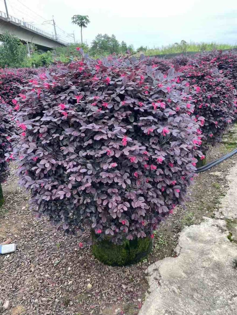 红继木球50-150高，规格齐全，基地直销，一手货源