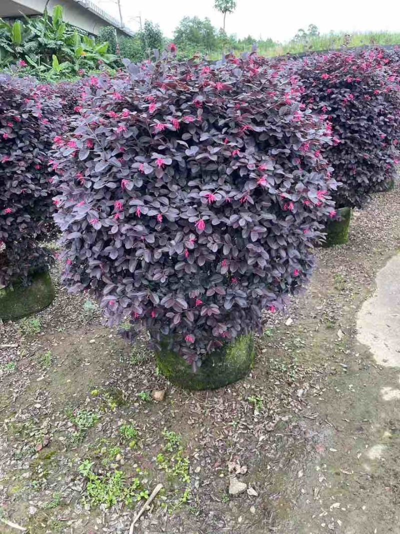 红继木20-120高，基地直销，一手货源，无中间商差价