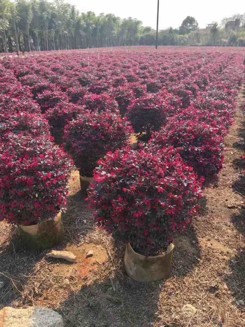 红继木20-120高，基地直销，一手货源，无中间商差价
