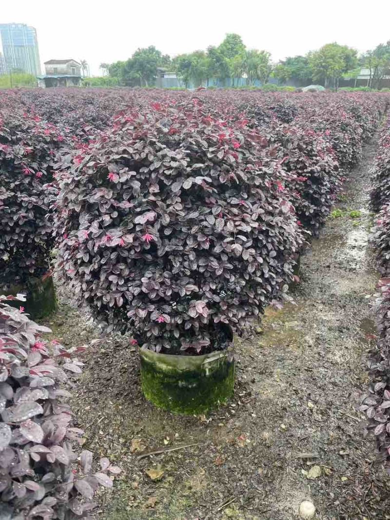 红继木20-120高，基地直销，一手货源，无中间商差价