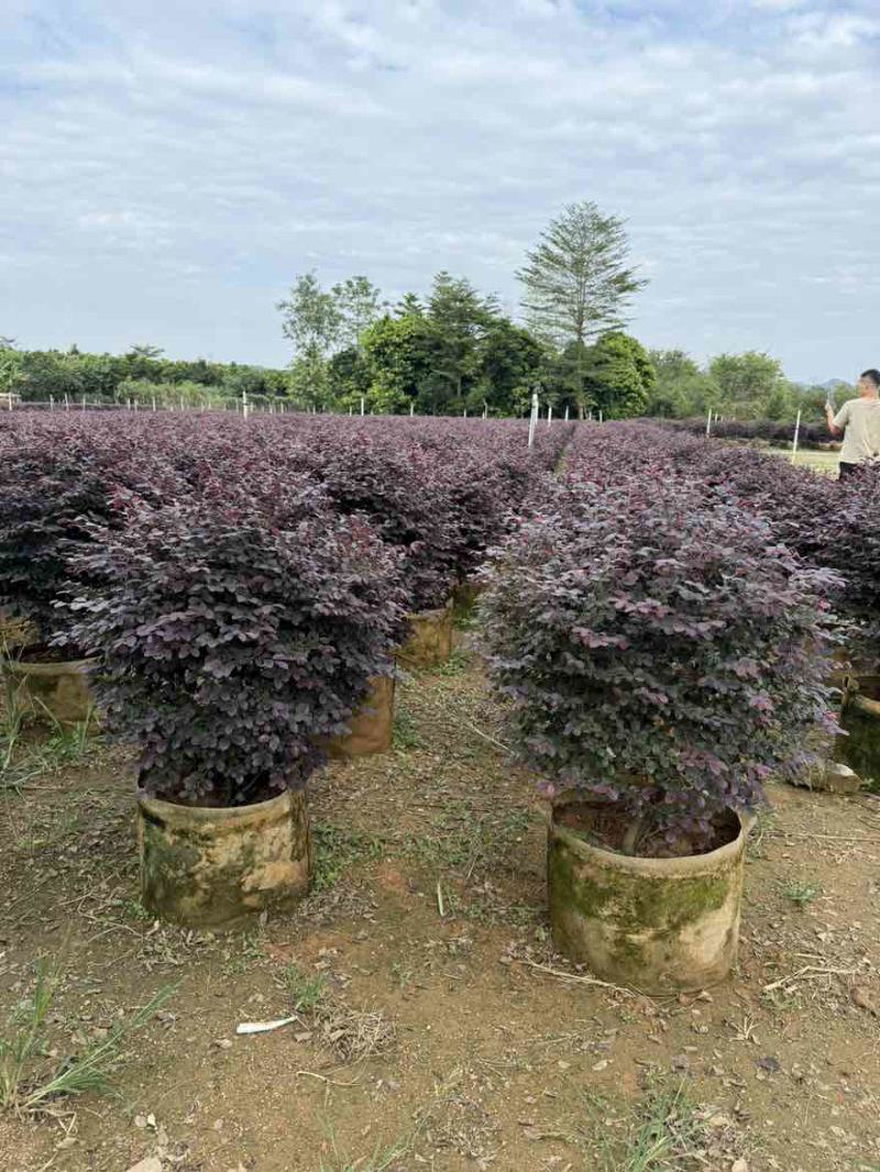 红继木20-120高，基地直销，一手货源，无中间商差价
