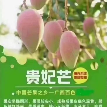 台农，金煌，贵妃等