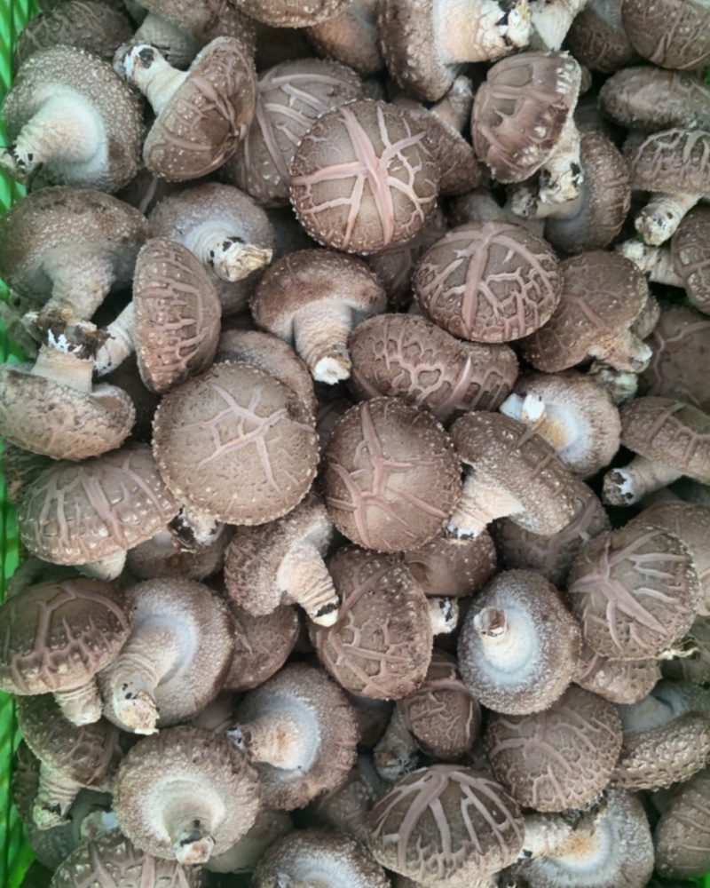 平泉香菇湖北十号品种花菇鲜香菇园区直采