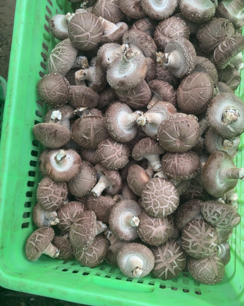 平泉香菇湖北十号品种花菇鲜香菇园区直采