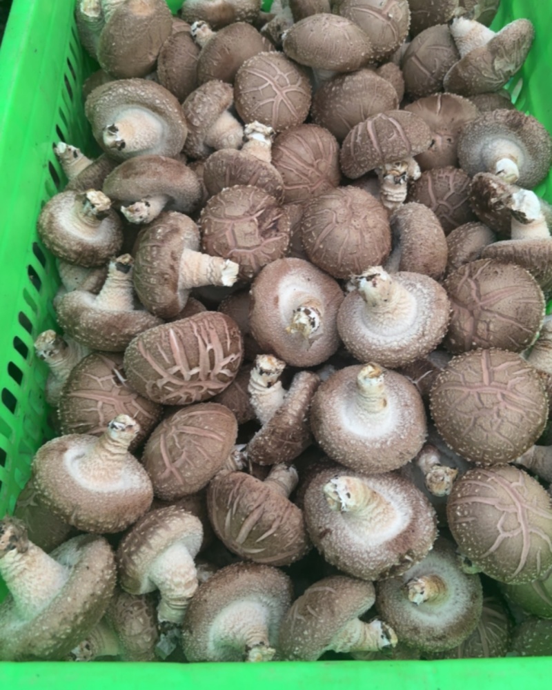 平泉香菇湖北十号品种花菇鲜香菇园区直采