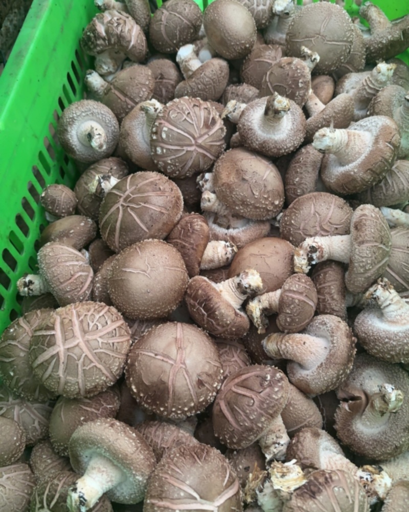 平泉香菇湖北十号品种花菇鲜香菇园区直采