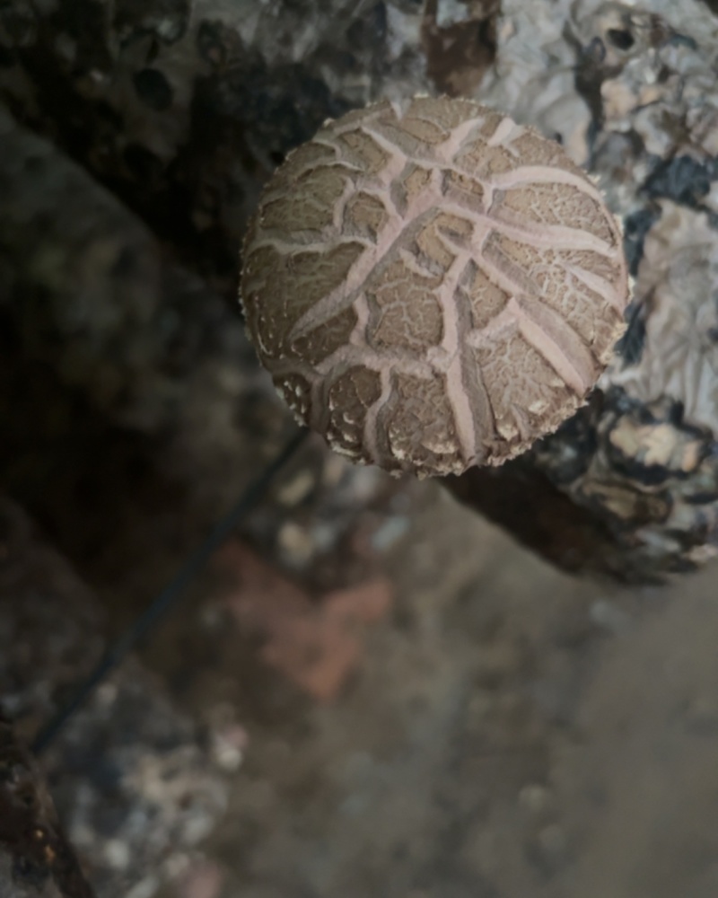 平泉香菇湖北十号品种花菇鲜香菇园区直采