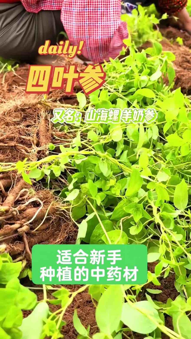 四叶参苗
