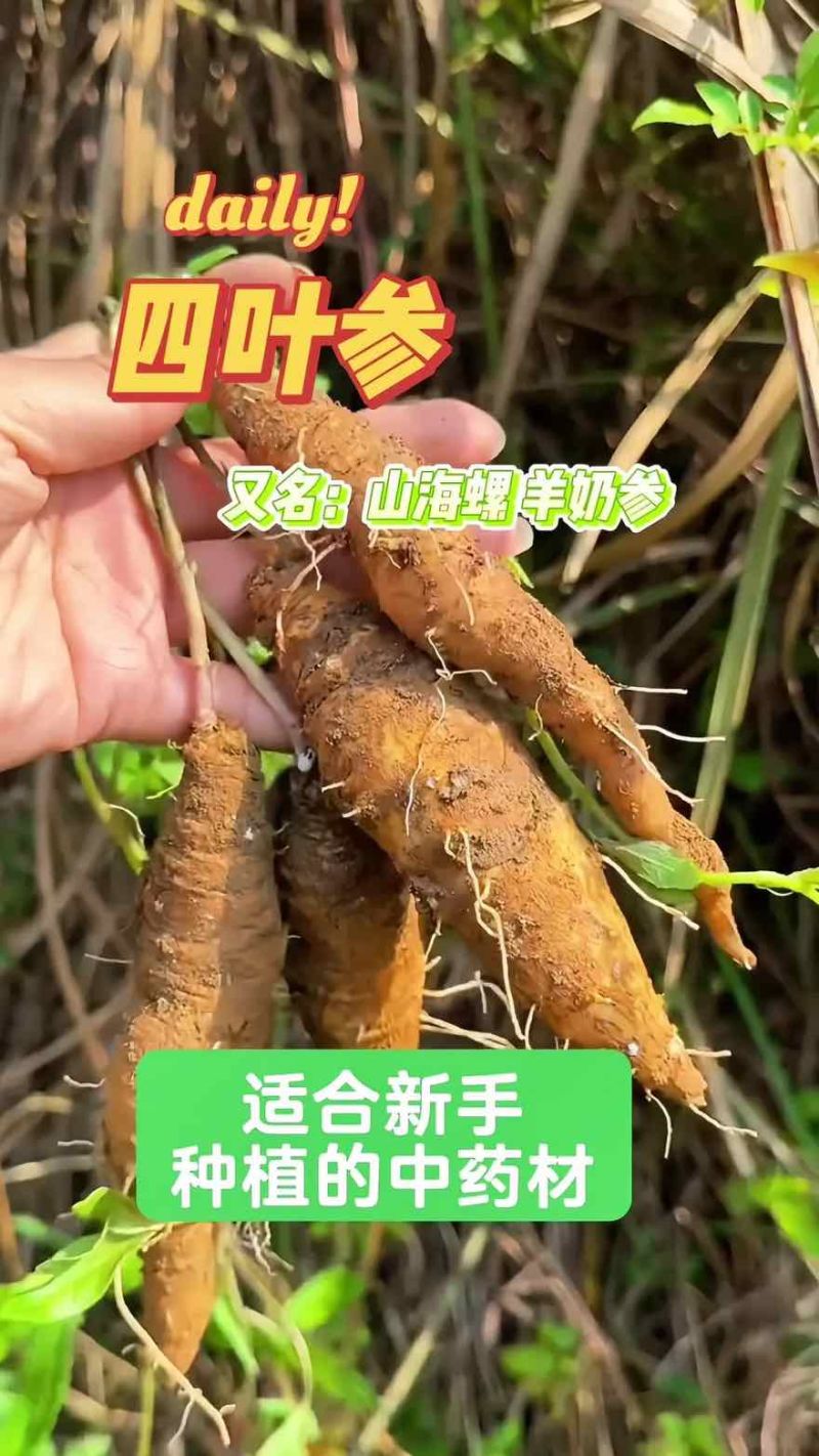 四叶参苗