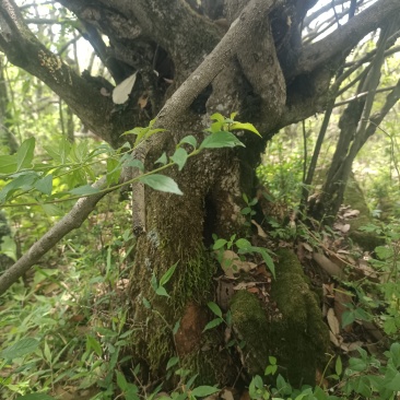 云南禄劝老山青香木适合做盆景