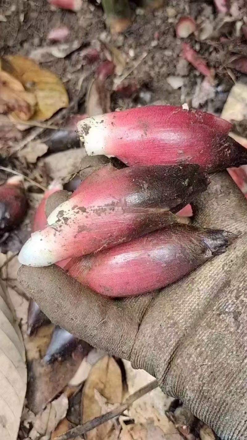 洋荷果新鲜蔬菜