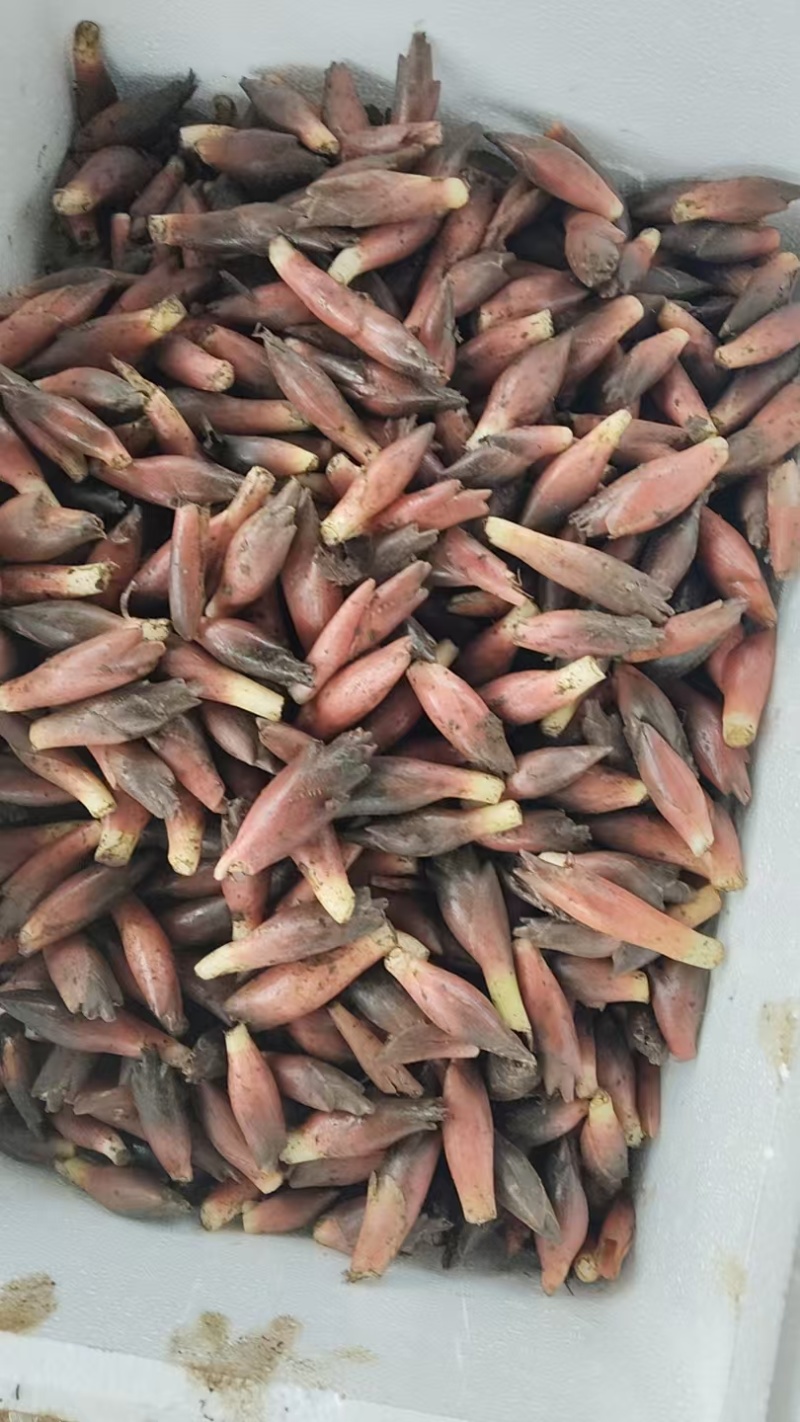 洋荷果新鲜蔬菜