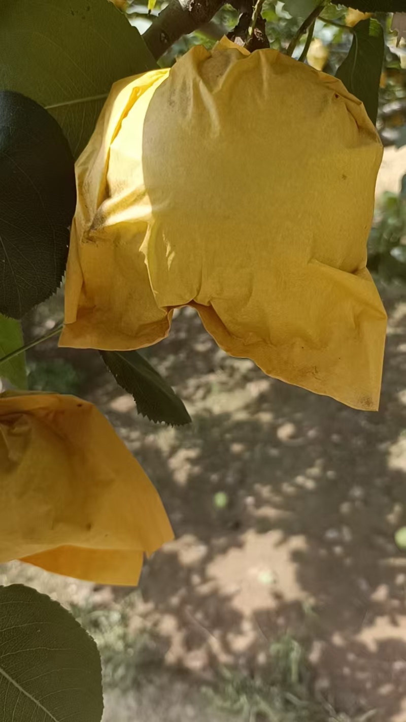 绿宝石梨、苹果梨