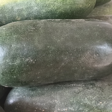黑皮冬瓜