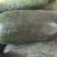黑皮冬瓜