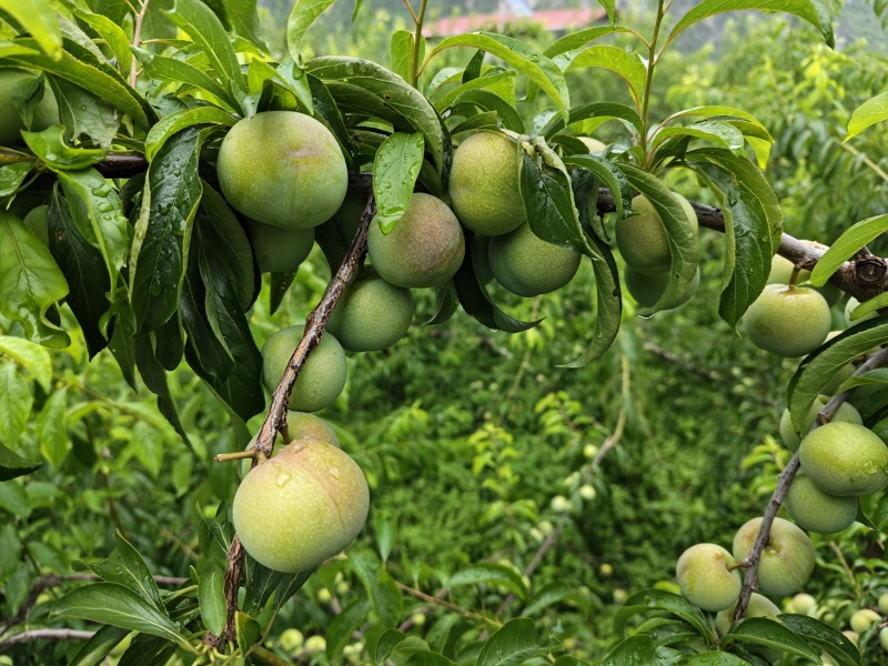 汉源李子来自阳光城的甜蜜，高糖高品质，标准25克，可定制规格