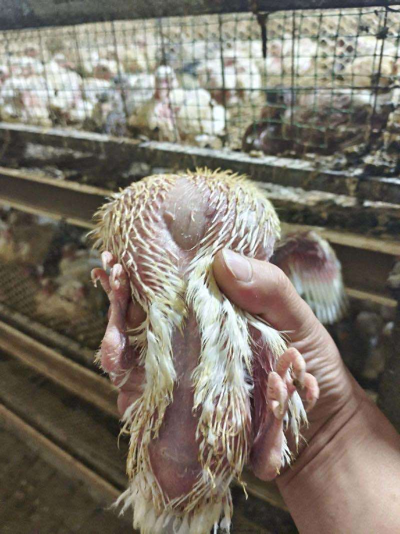 乳鸽，各种鸽子，养殖基地直发，一手货源，量大从优