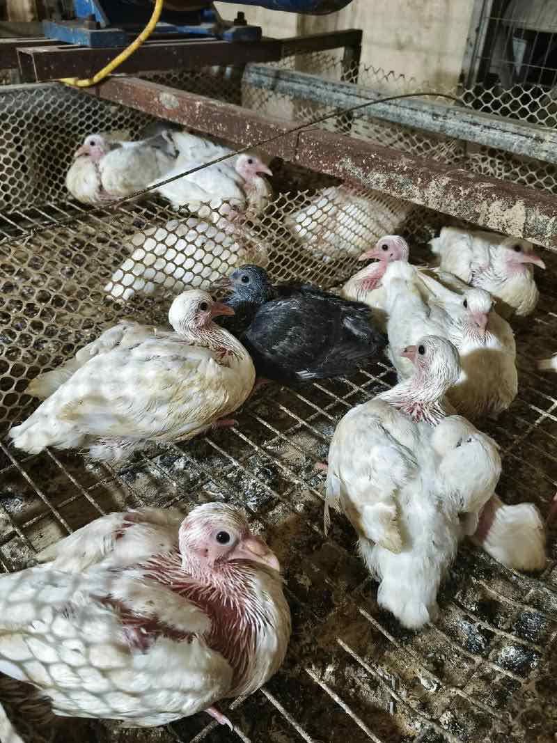 乳鸽，各种鸽子，养殖基地直发，一手货源，量大从优