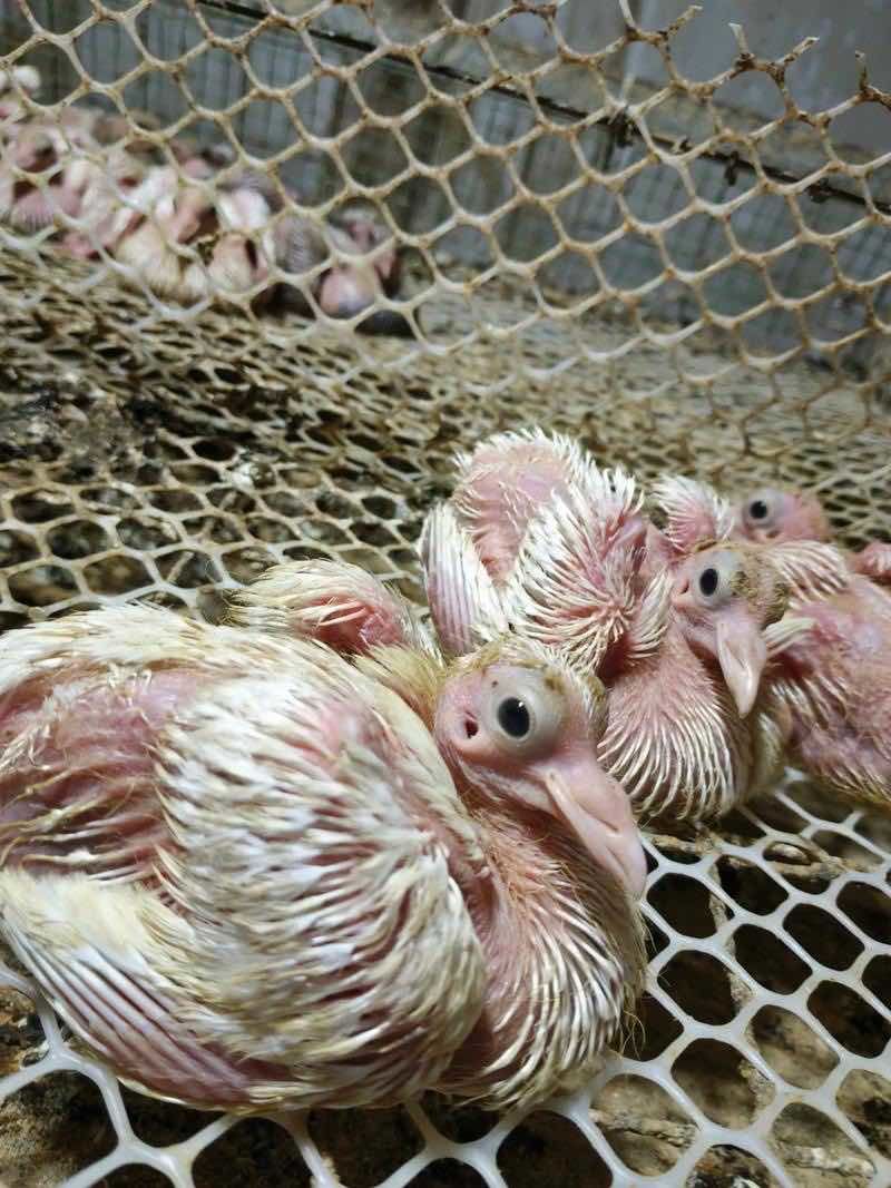 乳鸽，各种鸽子，养殖基地直发，一手货源，量大从优