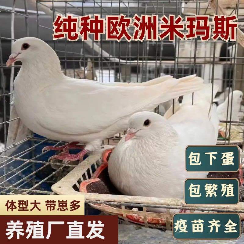 乳鸽，各种鸽子，养殖基地直发，一手货源，量大从优
