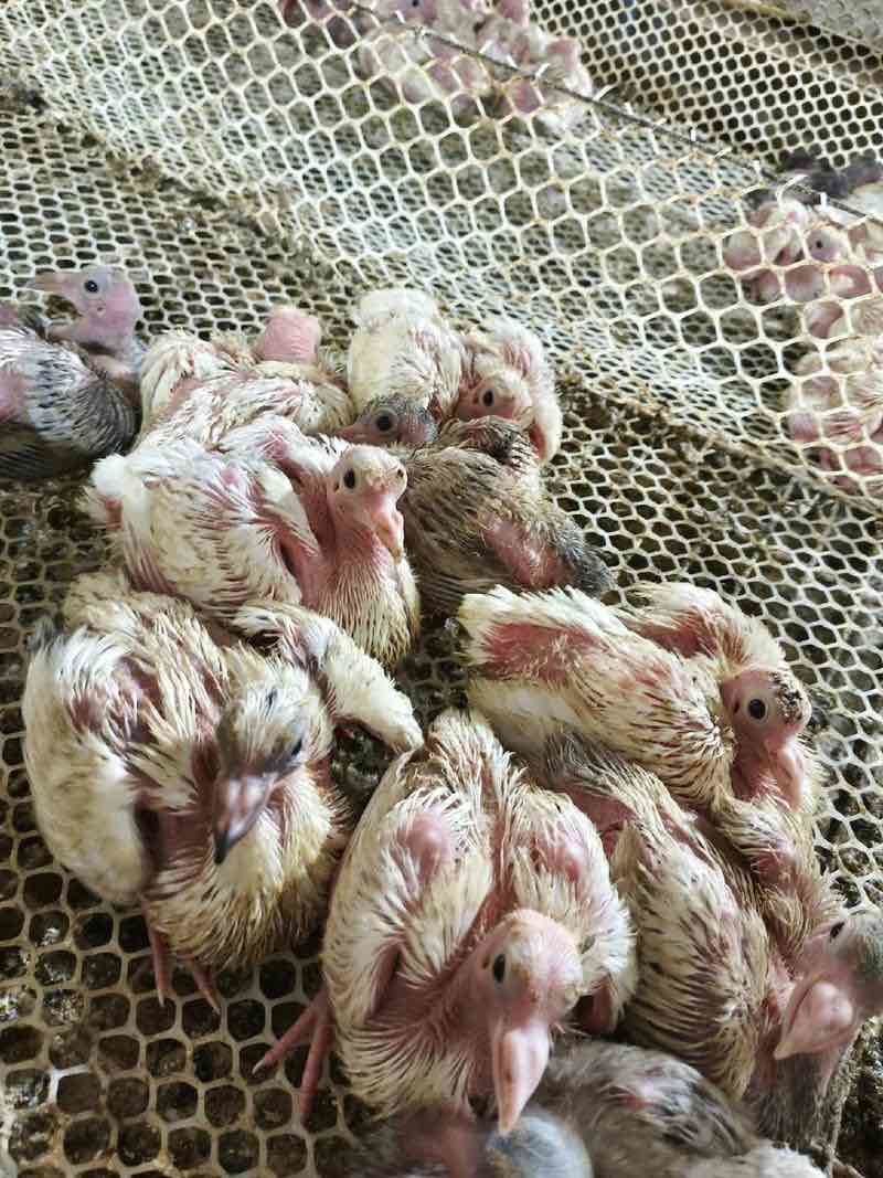 乳鸽，各种鸽子，养殖基地直发，一手货源，量大从优
