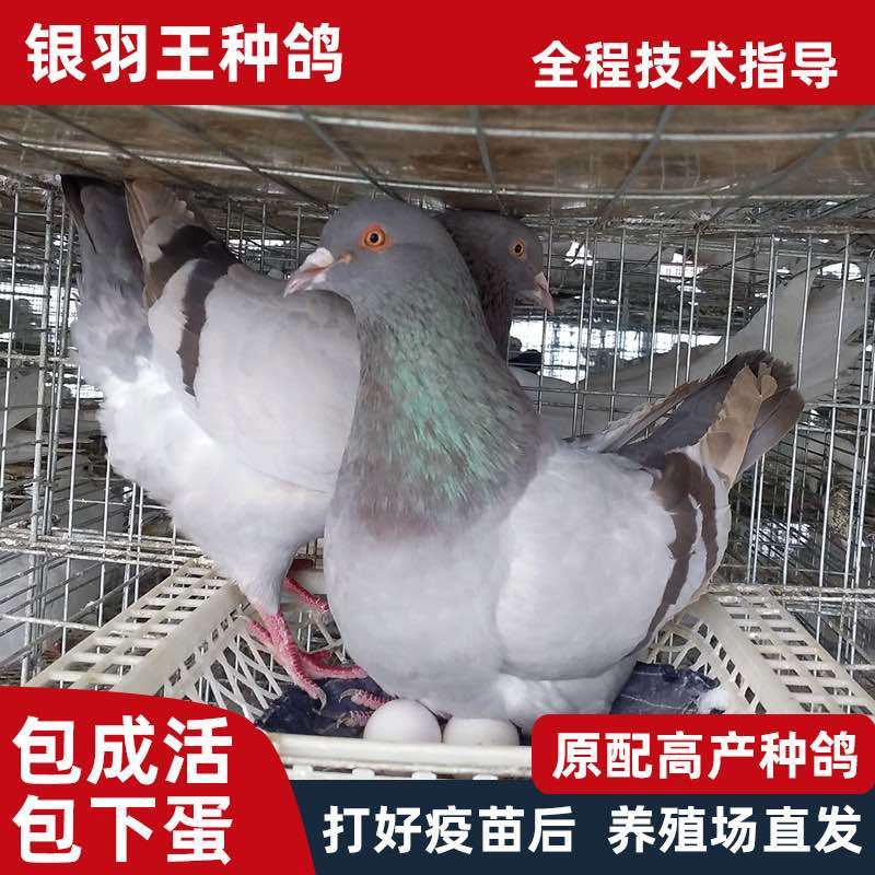乳鸽，各种鸽子，养殖基地直发，一手货源，量大从优