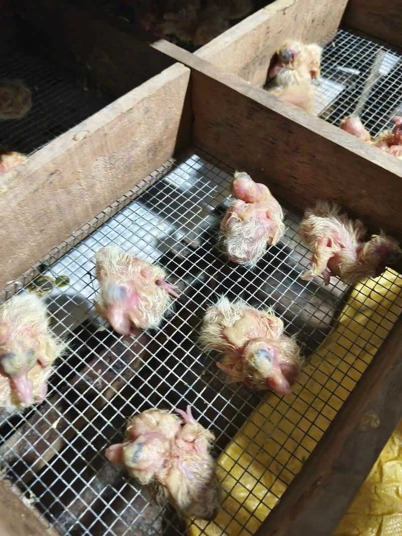 乳鸽，各种鸽子，养殖基地直发，一手货源，量大从优